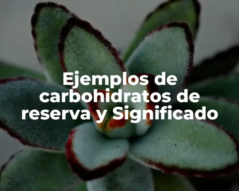 Ejemplos de carbohidratos de reserva y Significado