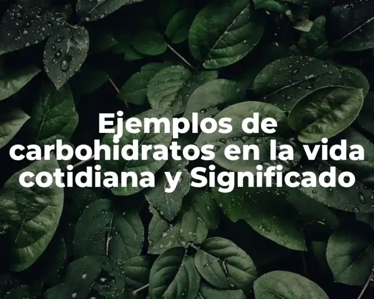 Ejemplos de carbohidratos en la vida cotidiana y Significado