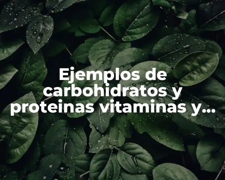 Ejemplos de carbohidratos y proteinas vitaminas y minerales
