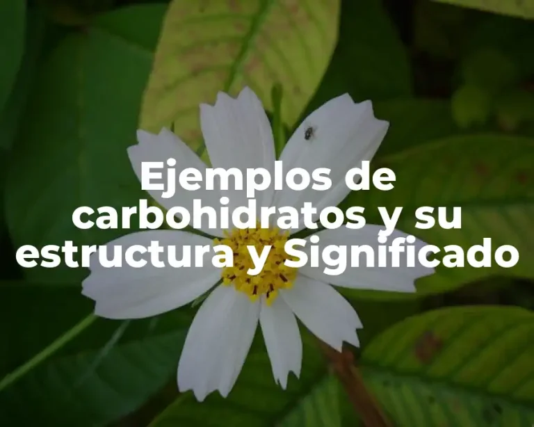 Ejemplos de carbohidratos y su estructura y Significado