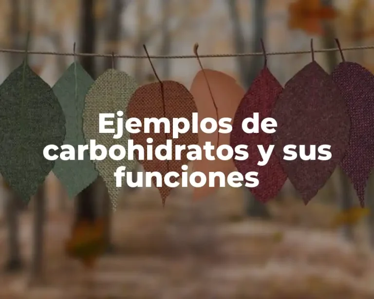 Ejemplos de carbohidratos y sus funciones