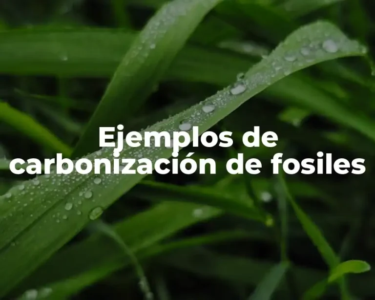 Ejemplos de carbonización de fosiles
