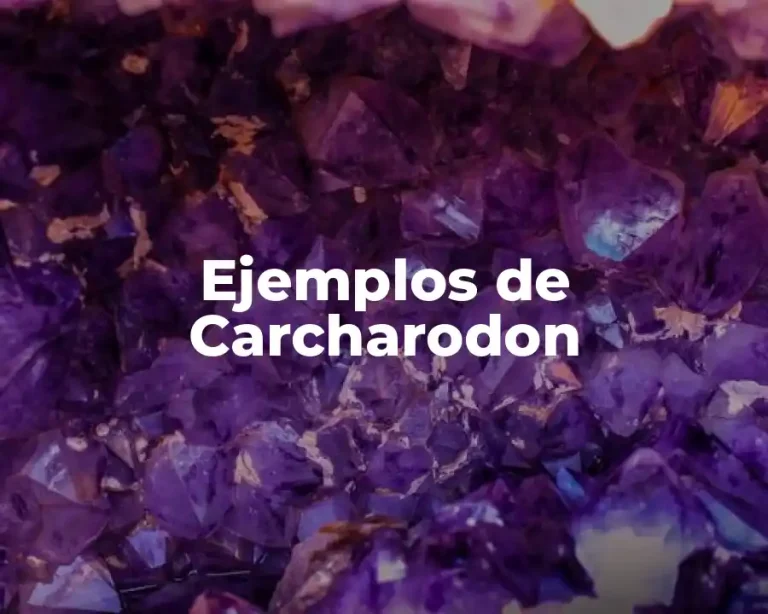 Ejemplos de Carcharodon