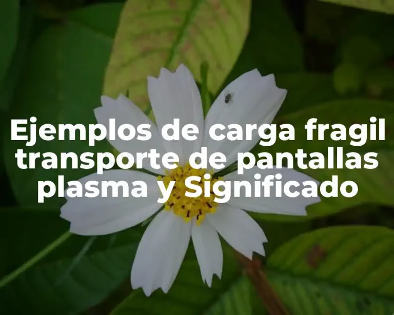 Ejemplos de carga fragil transporte de pantallas plasma y Significado