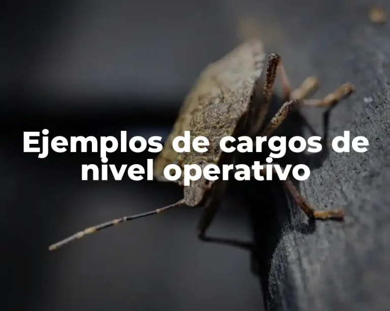 Ejemplos de cargos de nivel operativo
