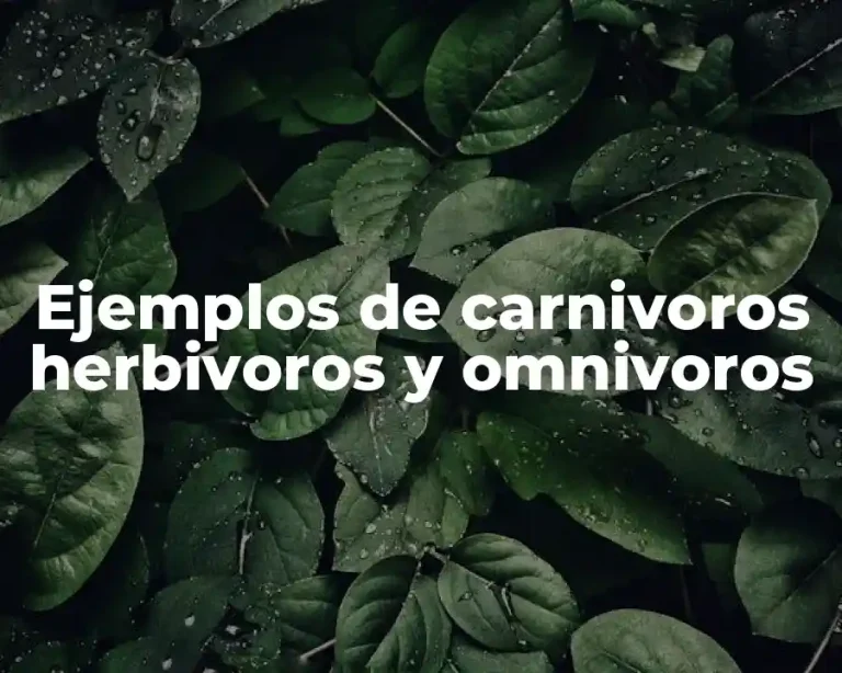 Ejemplos de carnivoros herbivoros y omnivoros