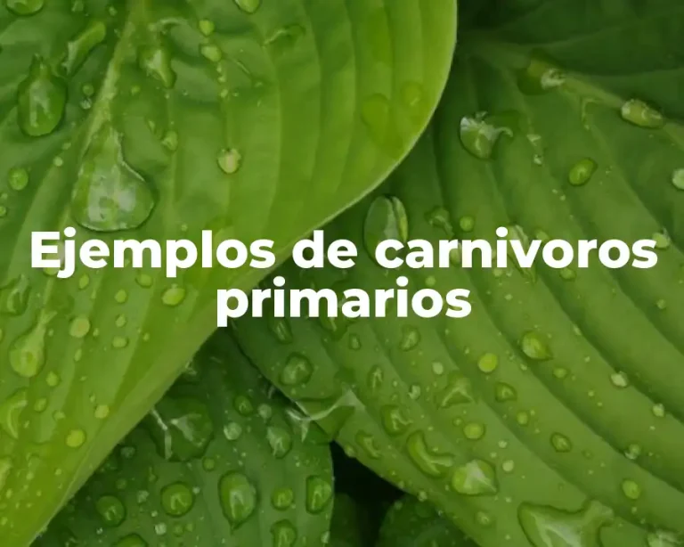 Ejemplos de carnivoros primarios