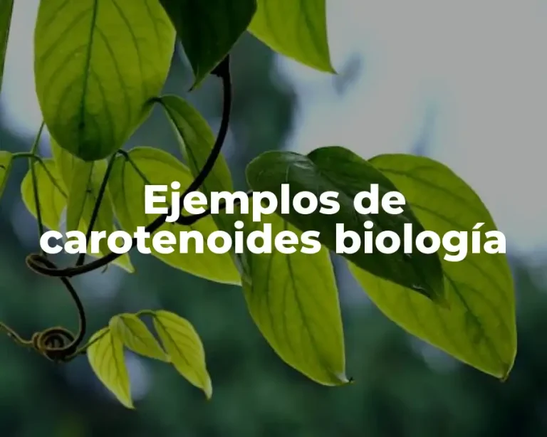 Ejemplos de carotenoides biología