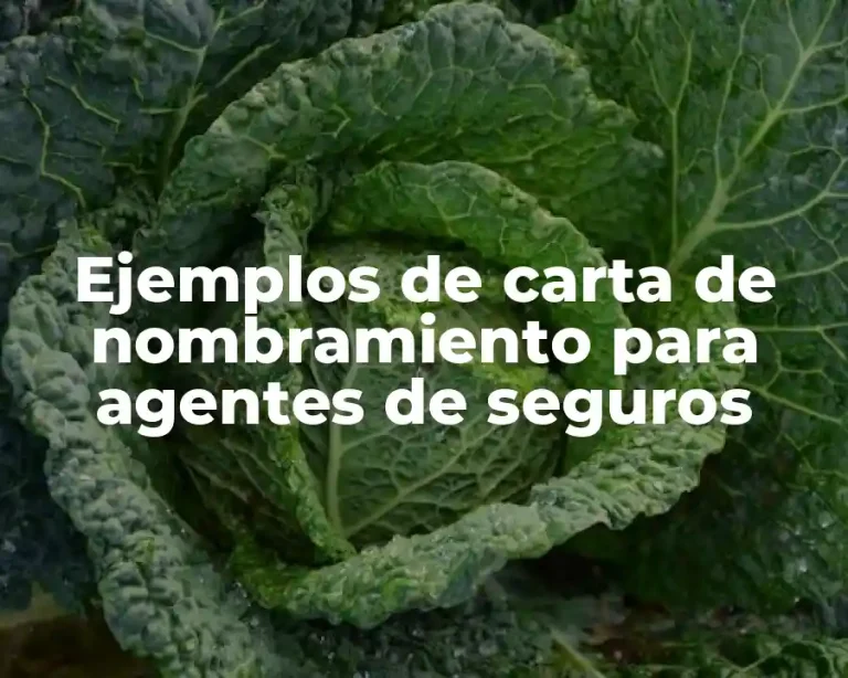 Ejemplos de carta de nombramiento para agentes de seguros