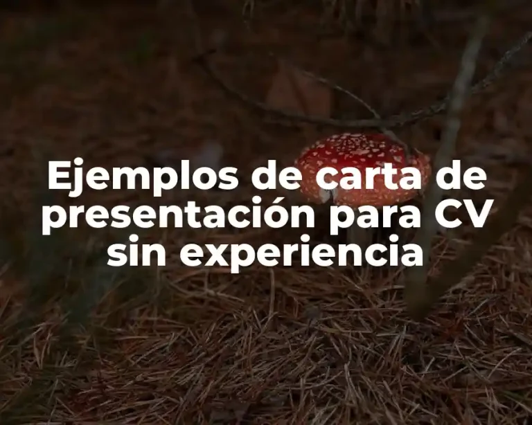Ejemplos de carta de presentación para CV sin experiencia