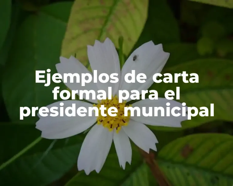 Ejemplos de carta formal para el presidente municipal