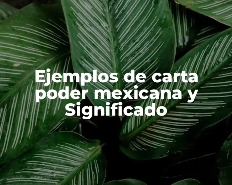 Ejemplos de carta poder mexicana y Significado