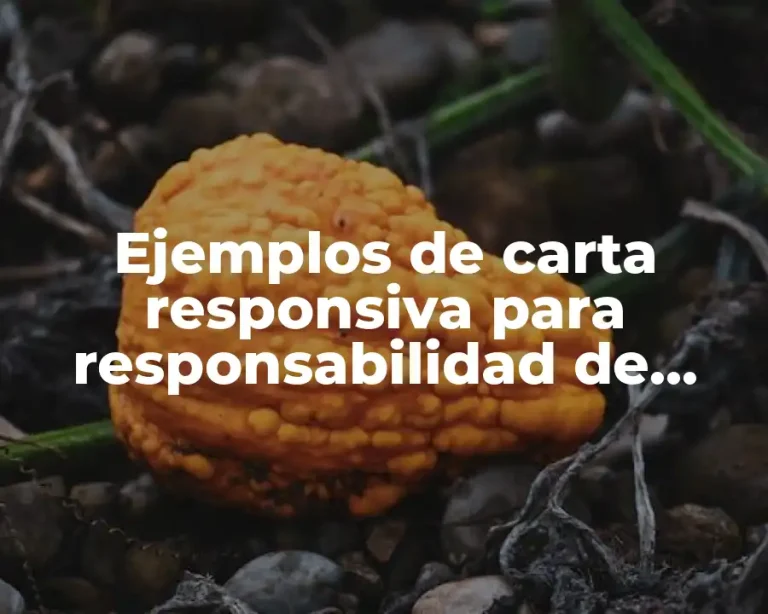 Ejemplos de carta responsiva para responsabilidad de almacen y Significado