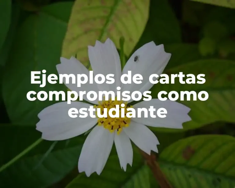 Ejemplos de cartas compromisos como estudiante