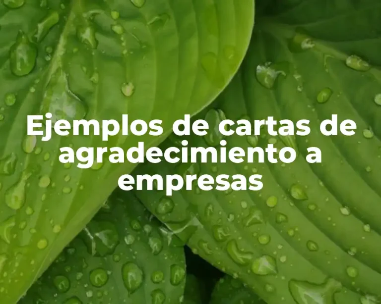 Ejemplos de cartas de agradecimiento a empresas