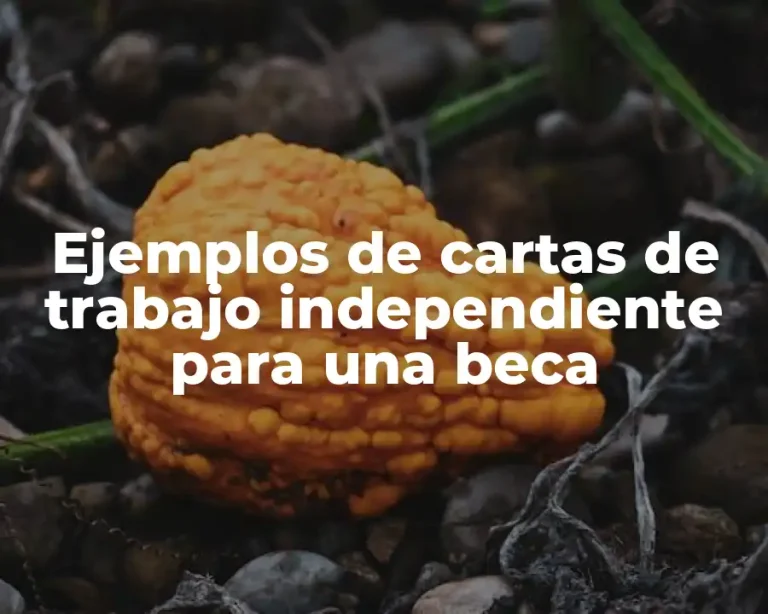 Ejemplos de cartas de trabajo independiente para una beca