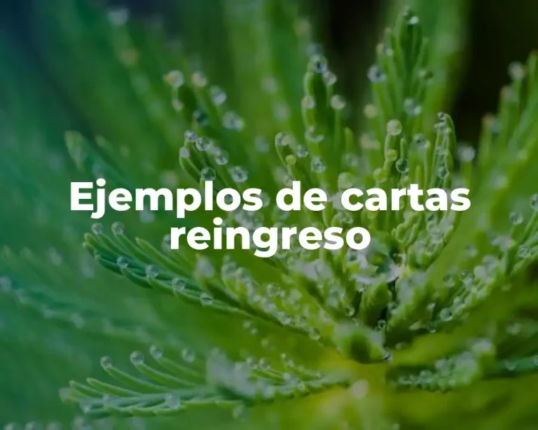 Ejemplos de cartas reingreso