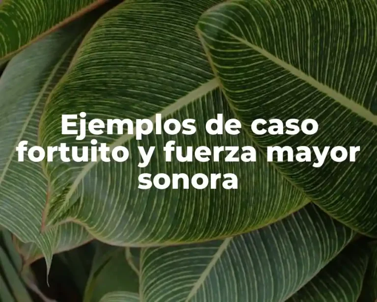 Ejemplos de caso fortuito y fuerza mayor sonora