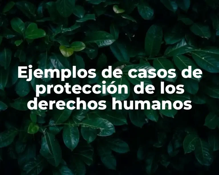 Ejemplos de casos de protección de los derechos humanos