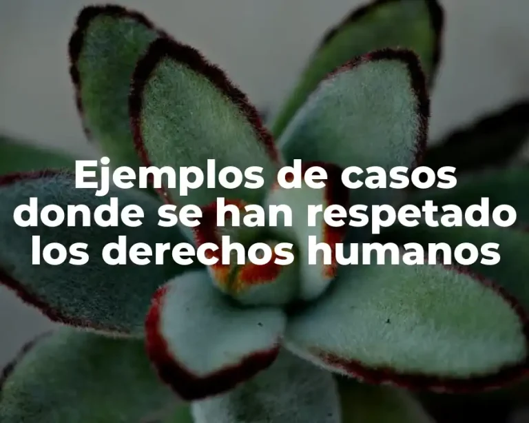 Ejemplos de casos donde se han respetado los derechos humanos