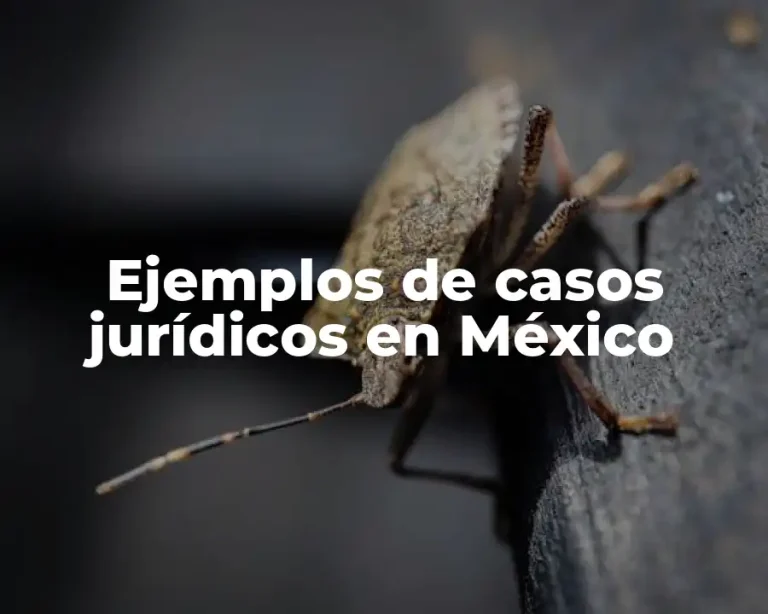Ejemplos de casos jurídicos en México