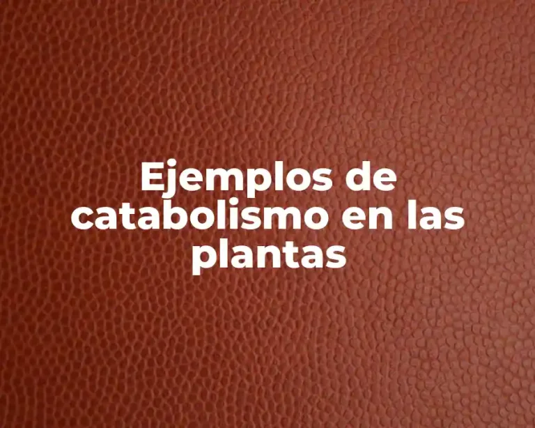Ejemplos de catabolismo en las plantas