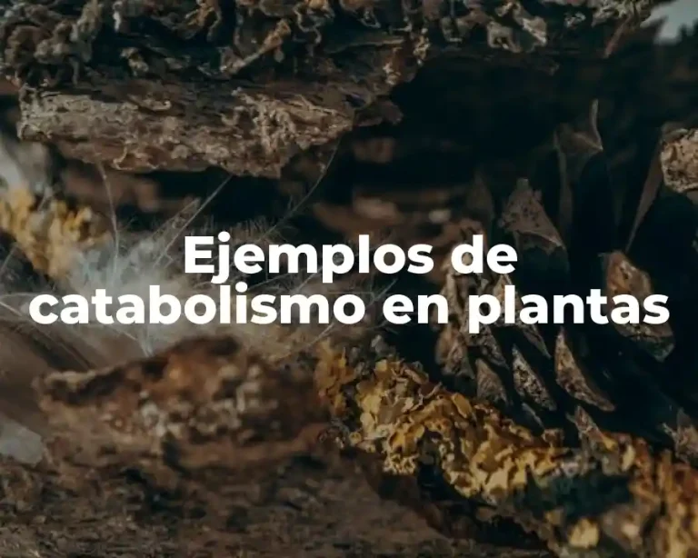 Ejemplos de catabolismo en plantas