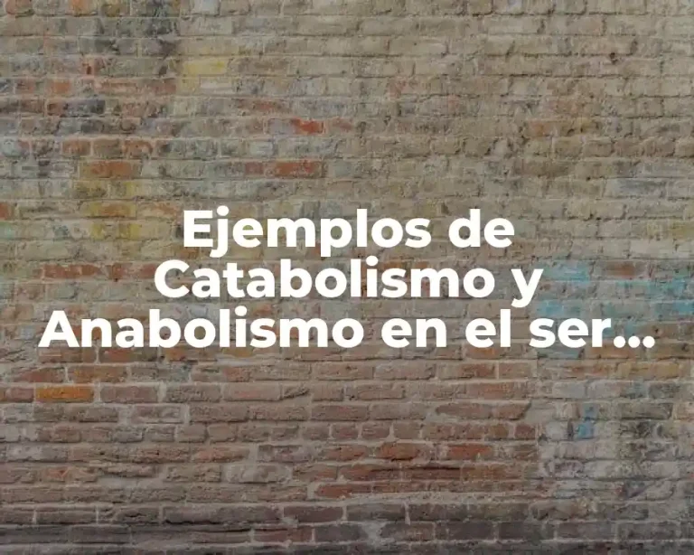 Ejemplos de Catabolismo y Anabolismo en el ser humano