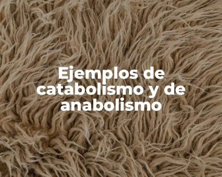 Ejemplos de catabolismo y de anabolismo