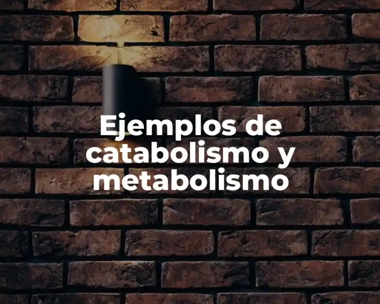 Ejemplos de catabolismo y metabolismo
