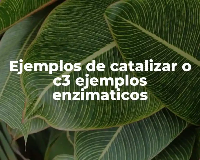 Ejemplos de catalizar o c3 ejemplos enzimaticos
