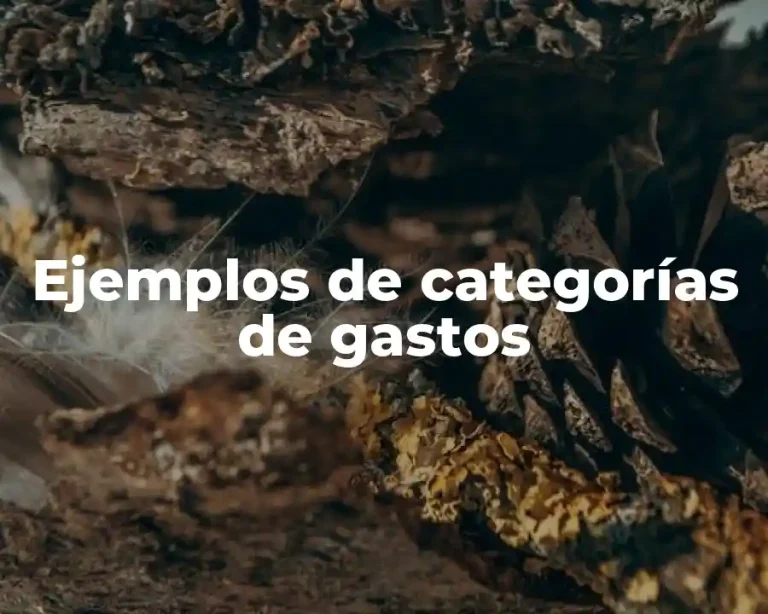 Ejemplos de categorías de gastos