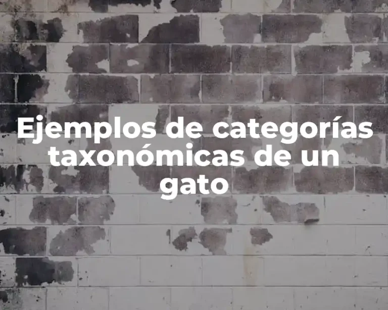 Ejemplos de categorías taxonómicas de un gato