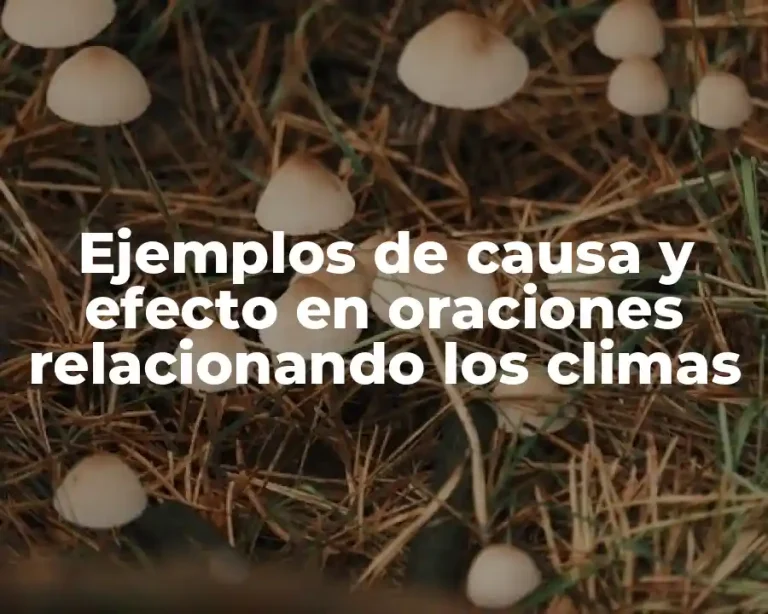 Ejemplos de causa y efecto en oraciones relacionando los climas