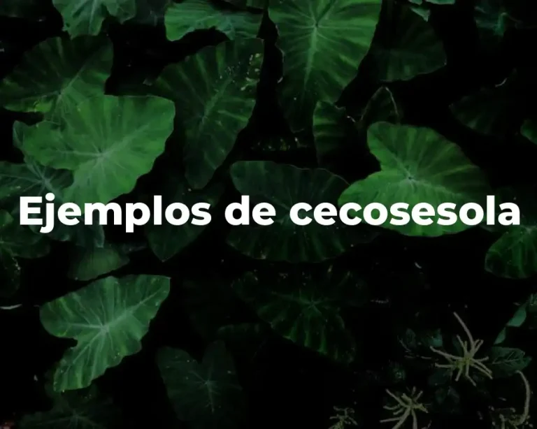Ejemplos de cecosesola