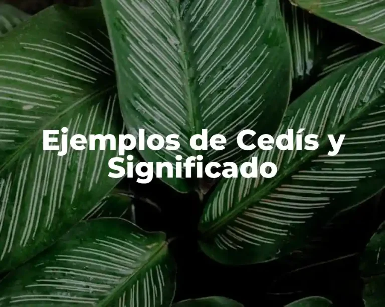 Ejemplos de Cedís y Significado
