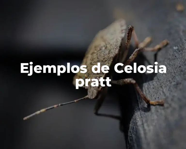 Ejemplos de Celosia pratt
