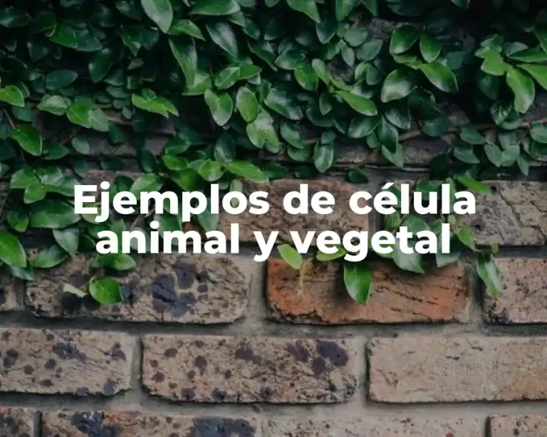 Ejemplos de célula animal y vegetal