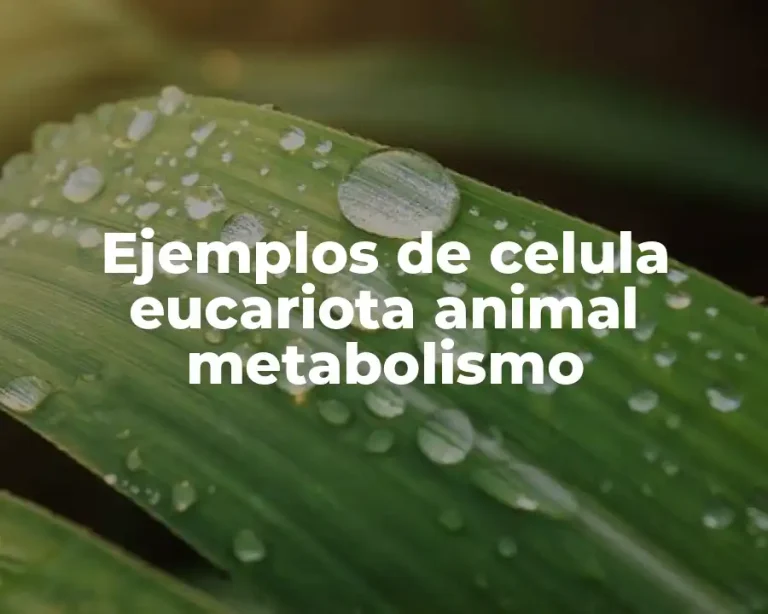 Ejemplos de celula eucariota animal metabolismo