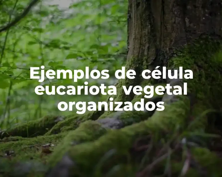 Ejemplos de célula eucariota vegetal organizados
