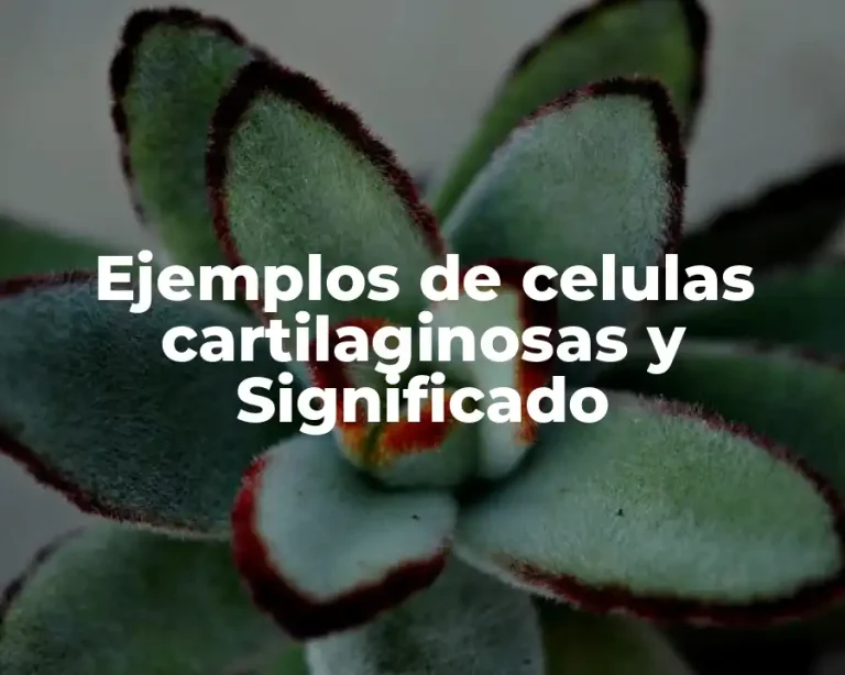 Ejemplos de celulas cartilaginosas y Significado