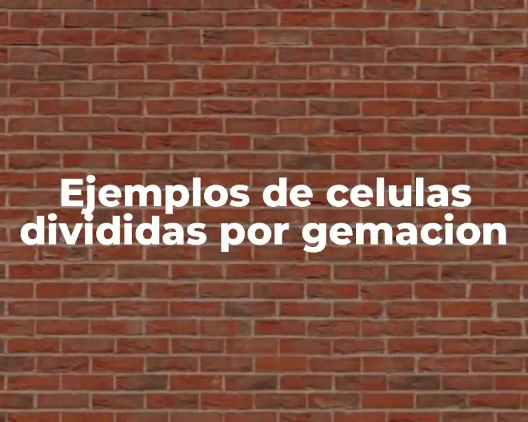 Ejemplos de celulas divididas por gemacion