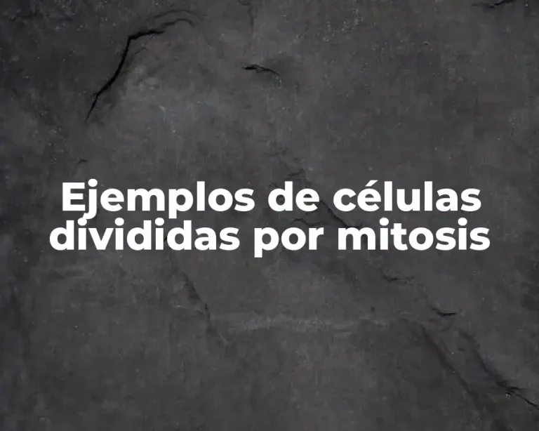 Ejemplos de células divididas por mitosis