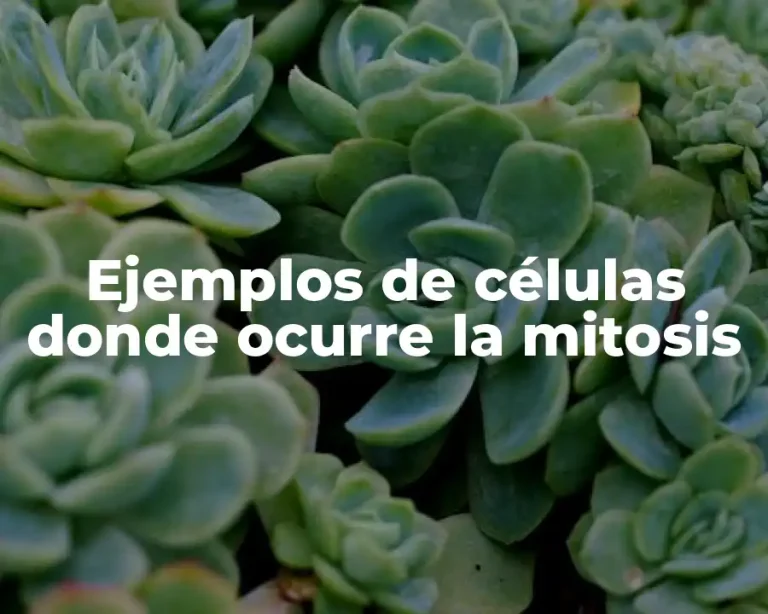 Ejemplos de células donde ocurre la mitosis