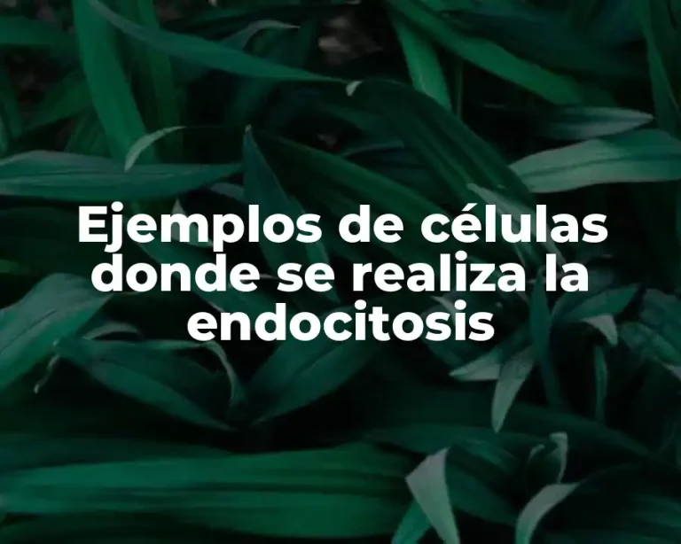 Ejemplos de células donde se realiza la endocitosis