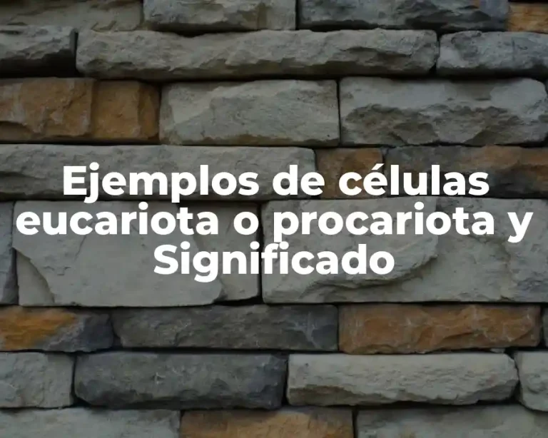 Ejemplos de células eucariota o procariota y Significado