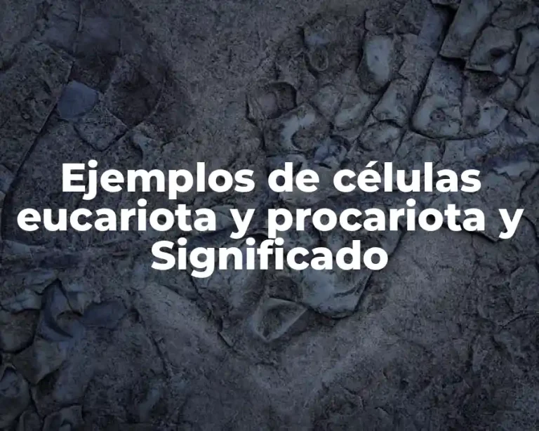 Ejemplos de células eucariota y procariota y Significado