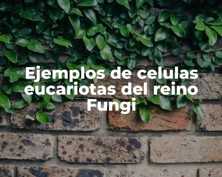 Ejemplos de celulas eucariotas del reino Fungi
