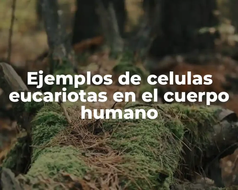 Ejemplos de celulas eucariotas en el cuerpo humano