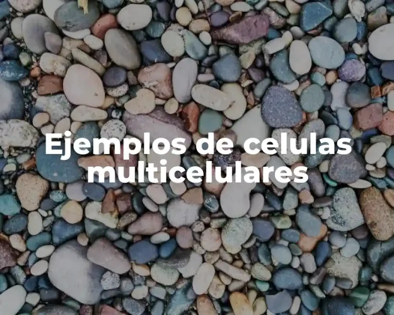 Ejemplos de celulas multicelulares